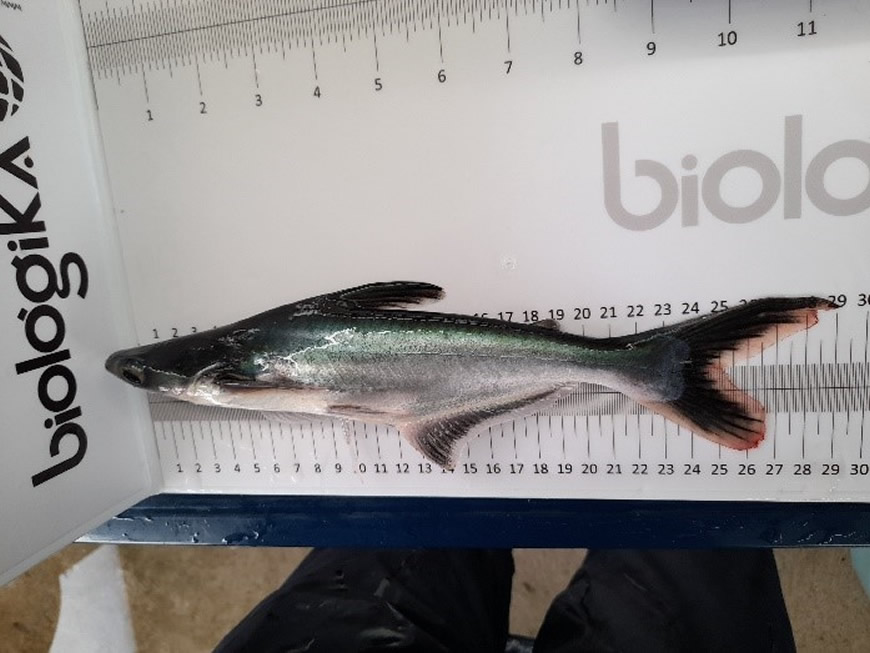 Estos son los resultados del estudio inicial de Pez Basa realizado en Colombia