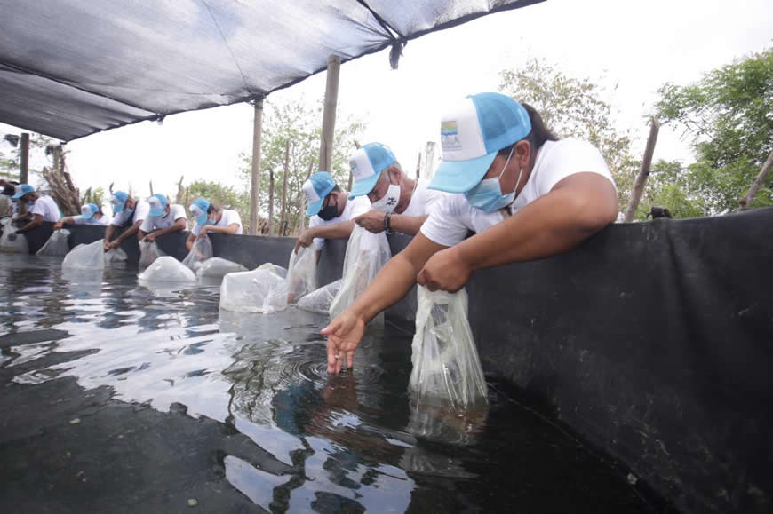 Con siembra de 30 mil alevinos, C.R.A reactiva actividad piscícola en Santo Tomás y Sabanagrande.