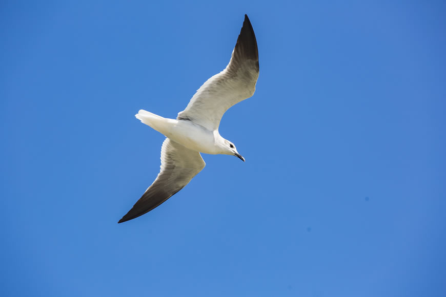 C.R.A se suma a la jornada del Global Big Day.