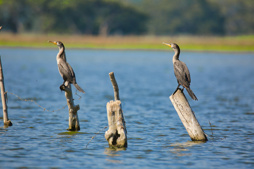 Con 51 listas de especies avistadas se cumplió el Global Big Day en Atlántico.