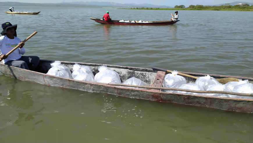 Con 100 mil alevinos de Bocachico, C.R.A realizó repoblamiento en el embalse El Guájaro