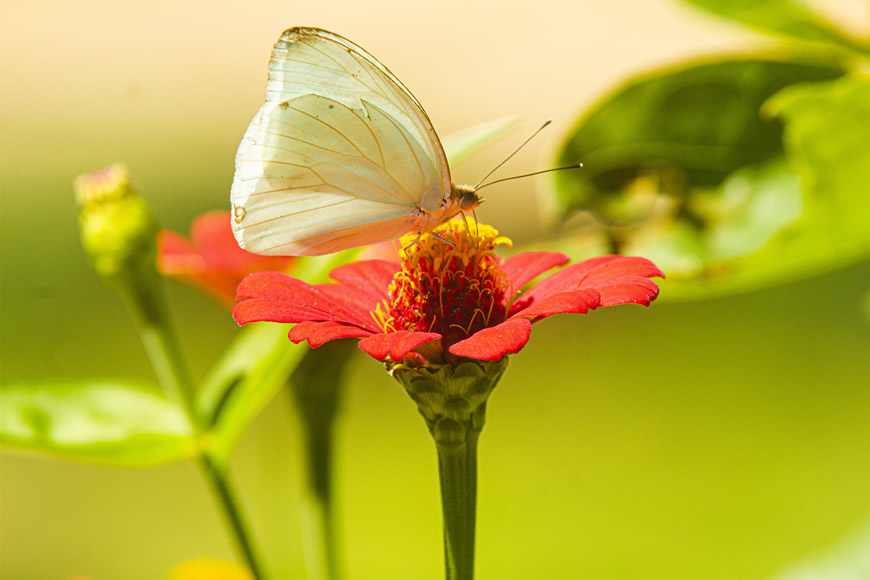 C.R.A, lanza sus concursos: Fotografía "Atlántico Respira Ambiente 2023" y I versión de “Videos de educación ambiental”