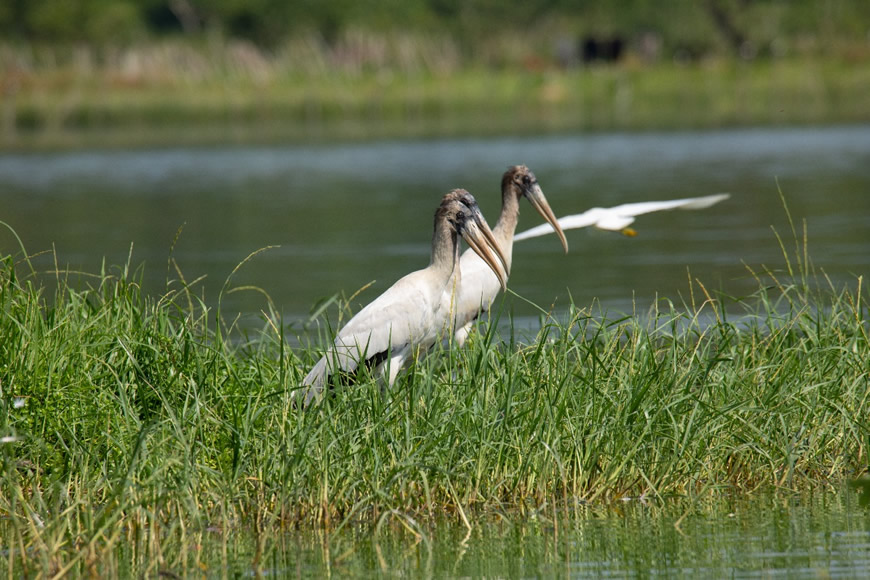 De la mano con las comunidades, C.R.A. celebra el Día Mundial del Medio Ambiente