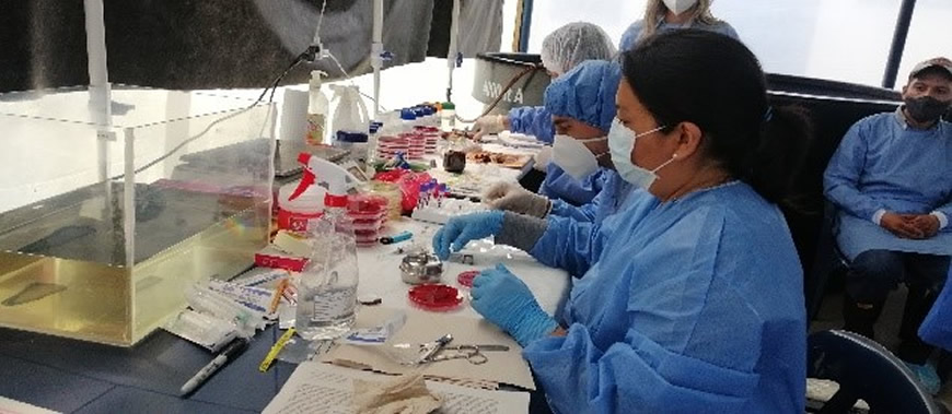 Primeros resultados de estudios sanitarios del Pez Basa en Colombia